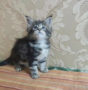 Maine coon fetita si baietel  - imagine 3