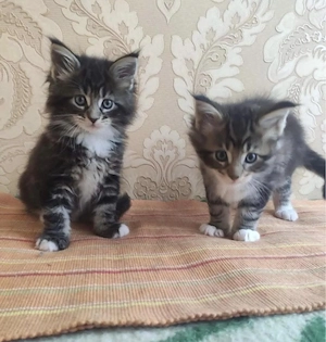 Maine coon fetita si baietel  - imagine 2