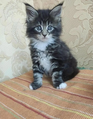 Maine coon fetita si baietel 