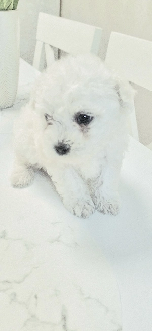 Bichon maltez fetiță 6 săptămâni!!