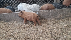 Vand porci mangalița si bazna