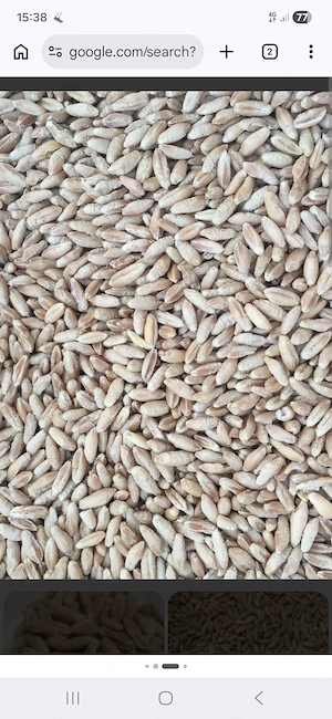 Vand triticale productie 2025