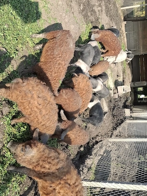 Vand porci mangalita si bazna - imagine 4