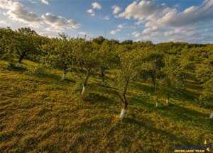 FILM! Confortabila ariere, 4.500 mp, arbori roditori, Sancraiu,Covasna - imagine 5
