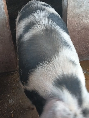 Carcasa de porc proaspătă 
