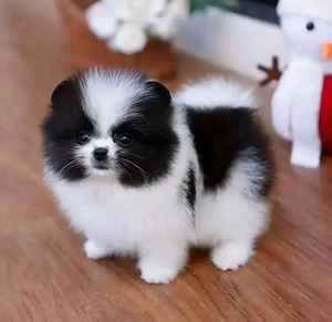 Cățeluș Pomeranian minunat pentru relocare