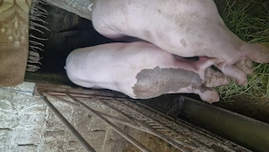Vând porc! Rog seriozitate! Are 6 luni! - imagine 2