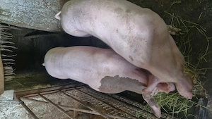 Vând porc! Rog seriozitate! Are 6 luni!