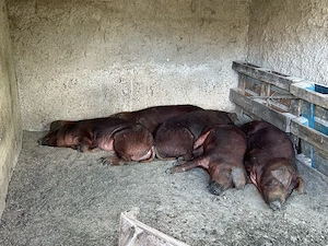 căutăm casă nouă 