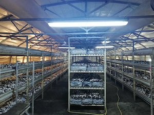 De vânzare Ciupercărie completă, Demontabilă, specializată pentru ciuperci Champignon  - imagine 5
