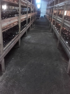 De vânzare Ciupercărie completă, Demontabilă, specializată pentru ciuperci Champignon  - imagine 3