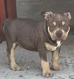 American bully pocket tricolor caută casă nouă 