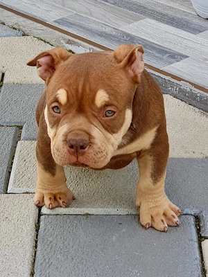 American bully pocket tricolor caută casă nouă 