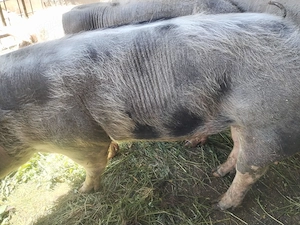 Porc de rasă pietrean (castrat)  - imagine 2