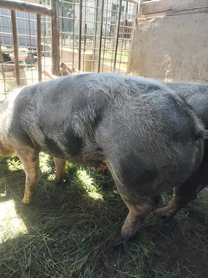 Porc de rasă pietrean (castrat)  - imagine 3