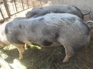 Porc de rasă pietrean (castrat)  - imagine 4
