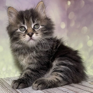 maine coon iubitor  - imagine 3