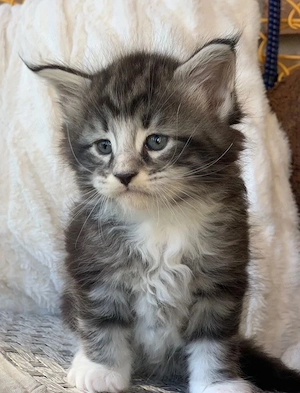 maine coon iubitor  - imagine 2