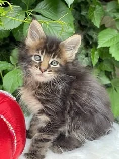 puiuti maine coon 