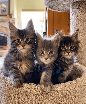 puiuti maine coon  - imagine 2