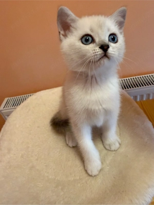 Fetita british shorthair silver point