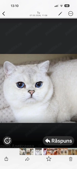 Fetita british shorthair silver point - imagine 4