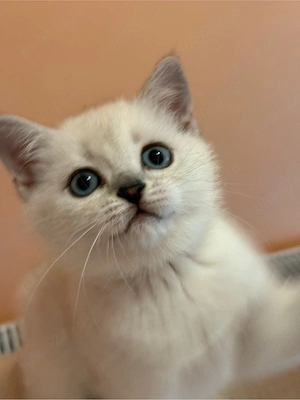 Fetita british shorthair silver point - imagine 2