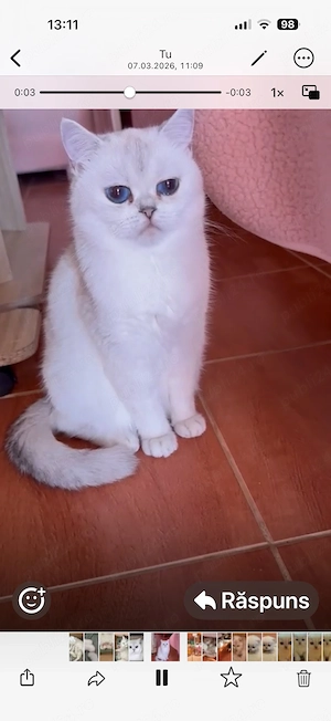 Fetita british shorthair silver point - imagine 3