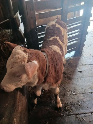Vând vițel din rasa bălțată românească. 