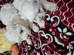 Cățelușe bichon frisee 