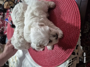 Cățelușe bichon frise 