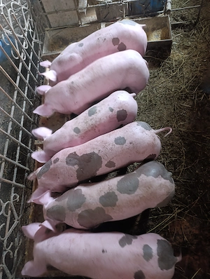 Purcei de vânzare 7 săptămâni 