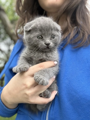 Pisoiași scottish fold  - imagine 3