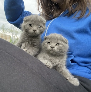 Pisoiași scottish fold 