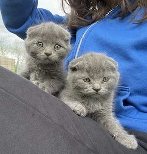 Pisoiași scottish fold  - imagine 5