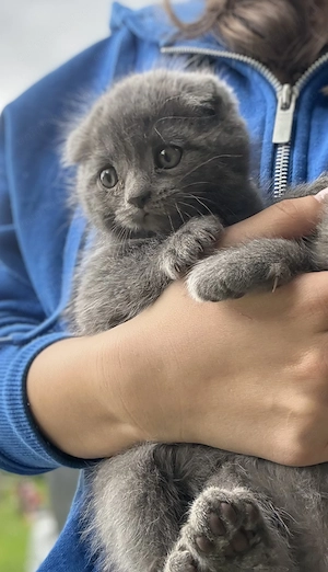 Pisoiași scottish fold  - imagine 4
