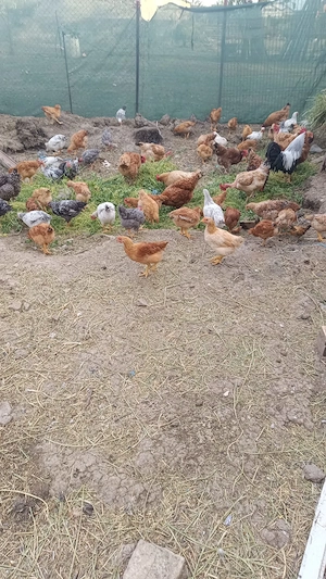 Vând pui de țară!!