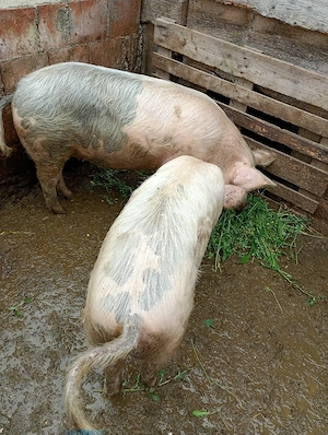 vând grăsuni 