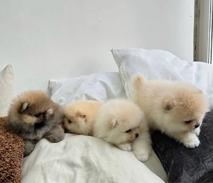 pui de pomeranian Catelusi - imagine 3
