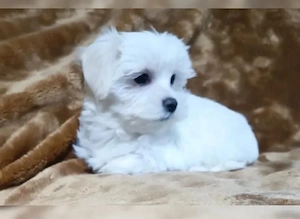 Mini catelusi maltezi maltese  - imagine 4