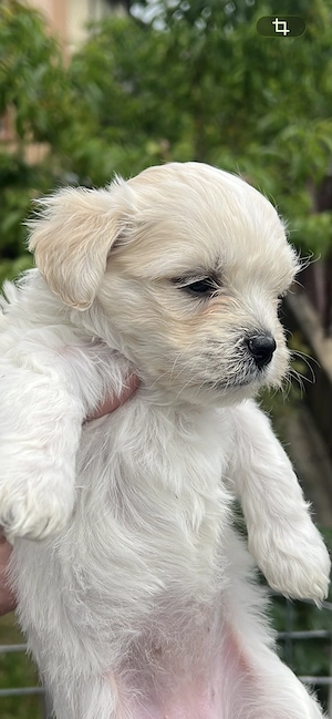 Bichon Maltez