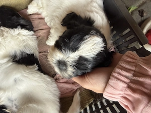 shih-tzu talie mica - imagine 2