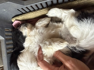 shih-tzu talie mica - imagine 5
