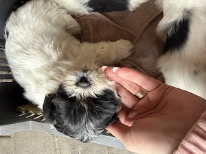 shih-tzu talie mica - imagine 4