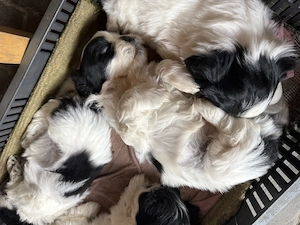 shih-tzu talie mica - imagine 3