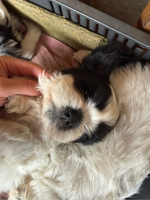 shih-tzu talie mica