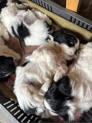 shih-tzu talie mica - imagine 2