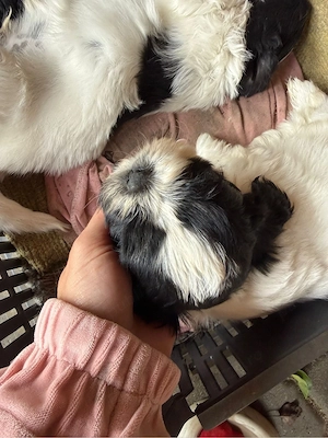shih-tzu talie mica - imagine 5