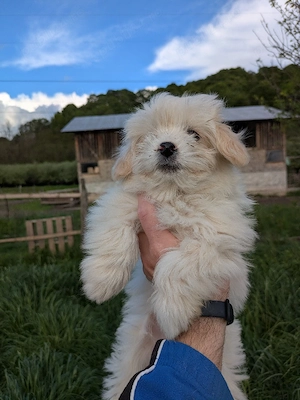 Catei bichon maltez