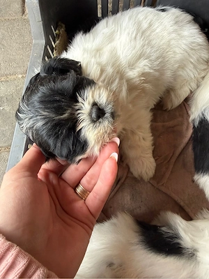 shih-tzu talie mica - imagine 4